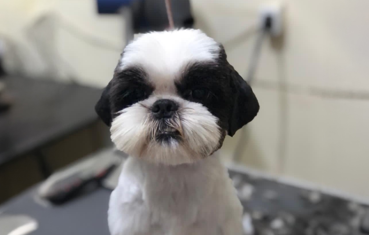 Atuação extrajudicial da DPE-GO garante guarda de cães em Goiânia