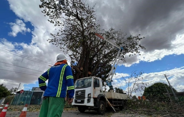 Bairros de Goiânia recebem poda preventiva de árvores