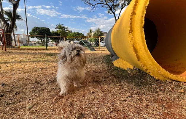 Bem-estar animal: Goiânia já conta com mais de 60 praças com pet places 