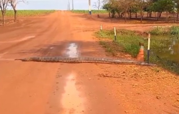 Biólogo flagra sucuri de mais de 6 metros em fazenda na cidade de Porteirão