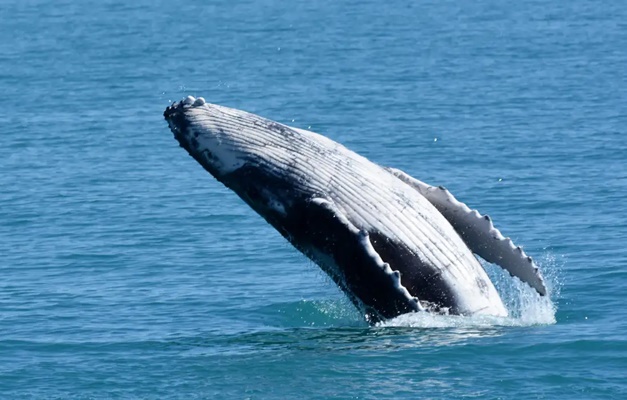 Bolsonaro depõe sobre caso de suposta importunação de animal marinho