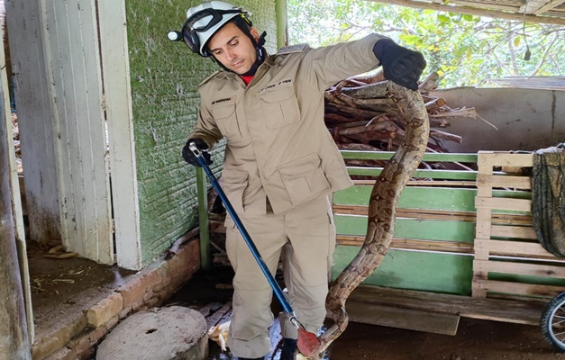 Bombeiros capturam serpente em fazenda de Silvânia