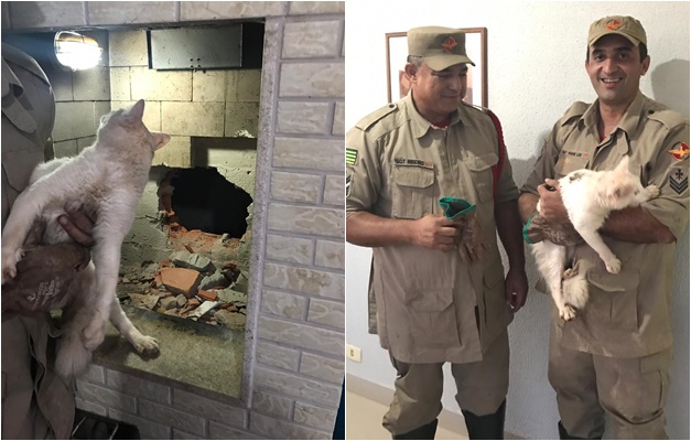 Bombeiros de Itumbiara resgatam gato preso em chaminé de prédio 