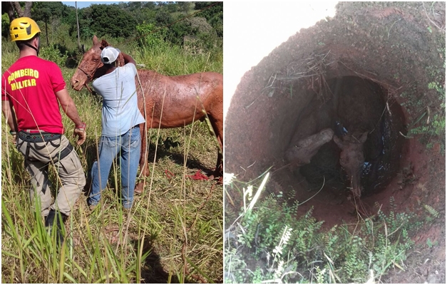 Bombeiros resgatam cavalos que caíram em poço de 6 metros em Goiânia