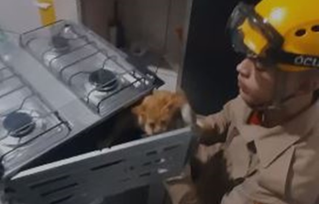Bombeiros resgatam filhote de gato dentro de fogão em Cidade Ocidental 