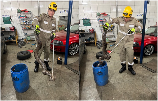 Bombeiros resgatam jiboia de mais de 1 metro em oficina mecânica de Trindade