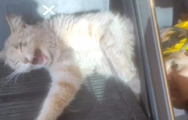 Bombeiros salvam gato preso em aparelho de academia em Aparecida de Goiânia