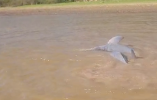 Botos encalham após lago ficar com baixo nível de água em Luiz Alves