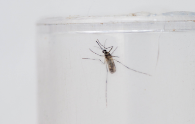 Brasil atinge 1,6 mil mortes confirmadas por dengue em 2024