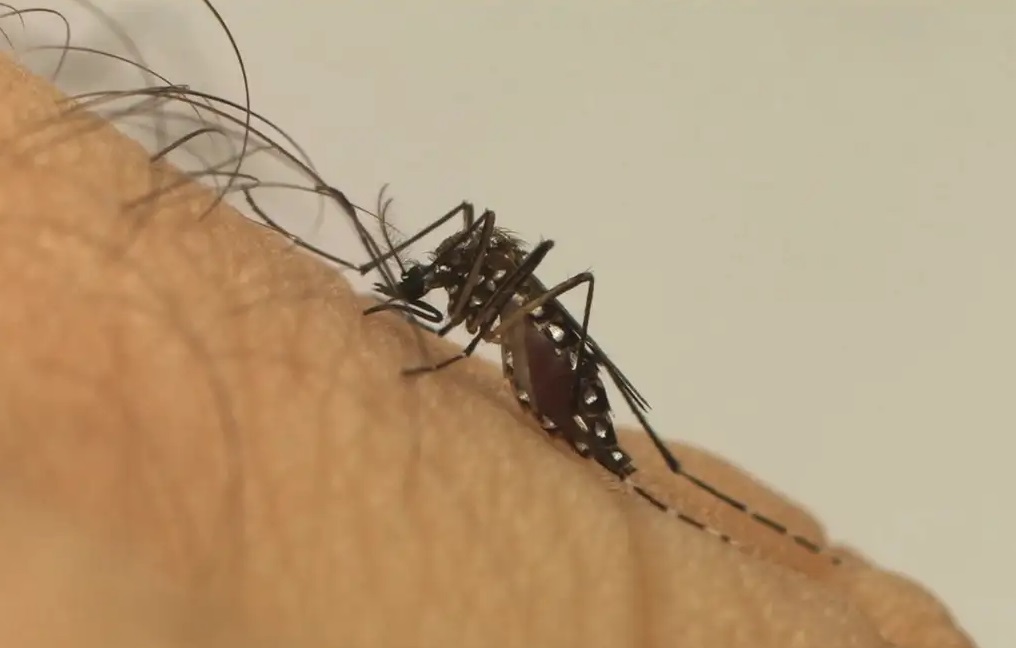 Brasil concentra quase 96% dos casos de chikungunya nas Américas, diz OMS