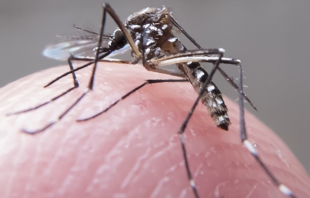 Brasil e Universidade do Texas firmam acordo para vacina contra zika