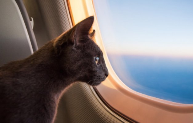 Brasil facilita ingresso de cães e gatos de cidadãos repatriados de Israel