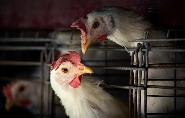 Brasil notifica erradicação do foco de gripe aviária à Organização Mundial de Saúde Animal