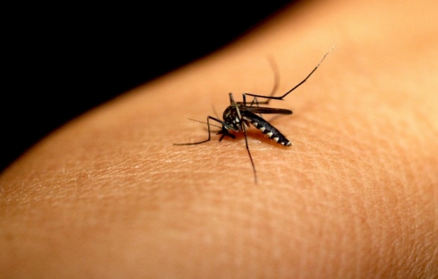 Brasil registra casos de transmissão da febre chikungunya