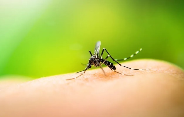 Brasil ultrapassa 1 milhão de casos prováveis de dengue em 2025