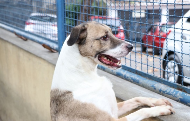 Brasília ganha delegacia de repressão a crimes contra animais