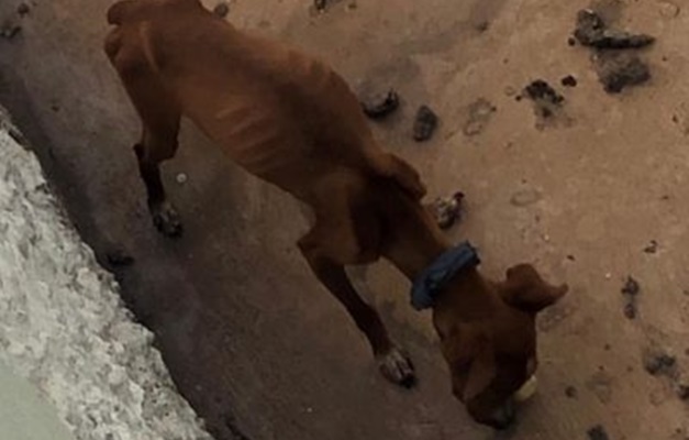 Cachorro com sinais de maus-tratos é resgatado pela Polícia Civil em Formosa