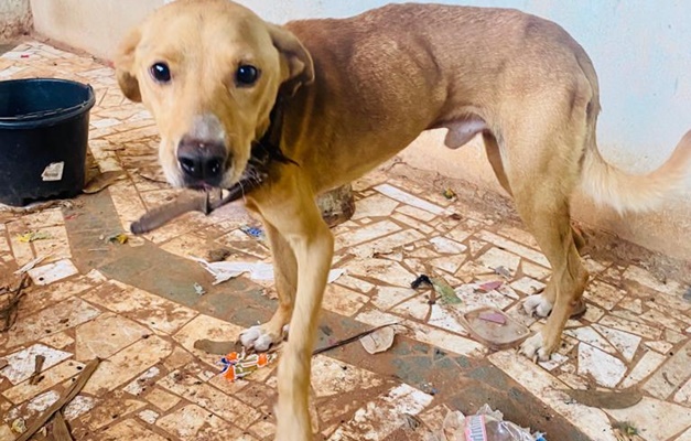 Cachorro desnutrido e vítima de maus tratos é resgatado em Petrolina
