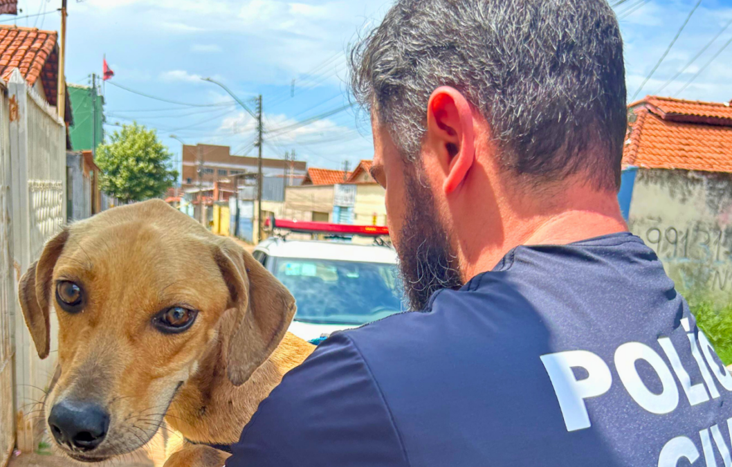 Cachorro é encontrado em situação de maus-tratos e tutor é preso em Goiânia