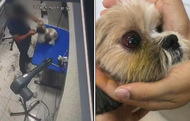 Cadela é agredida durante tosa em pet shop de Aparecida de Goiânia