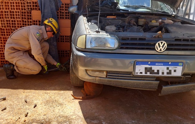 Cadela fica com cabeça presa entre peças de carro e é resgatada em Catalão