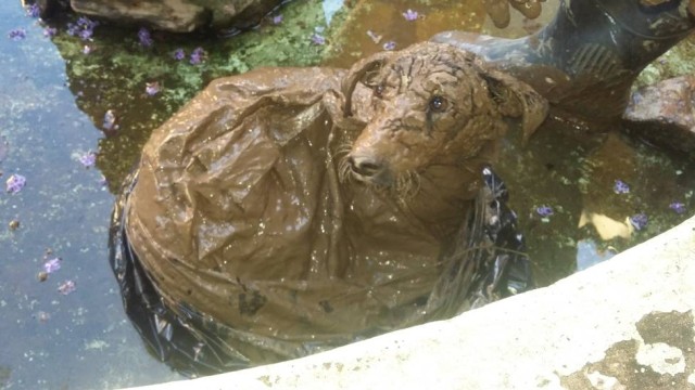 Cadela jogada em saco plástico dentro de rio é resgatada em Minas Gerais