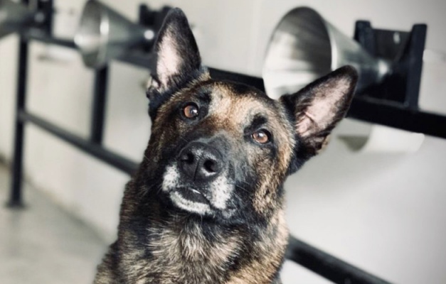 Cães ajudam na detecção precoce do câncer de mama