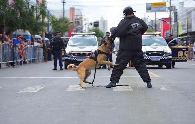 Cães da Guarda Municipal de Goiânia passam por treinamento 