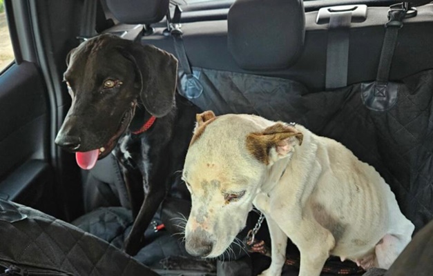 Cães vítimas de maus-tratos recebem tratamento na UPAVet e aguardam adoção