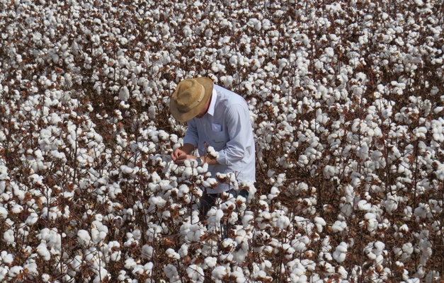 Calendário de semeadura do algodão começa em três regiões de Goiás