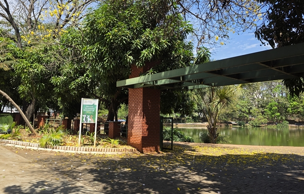 Caminho dos Bougainvilles: o centro de Goiânia em flores e movimento
