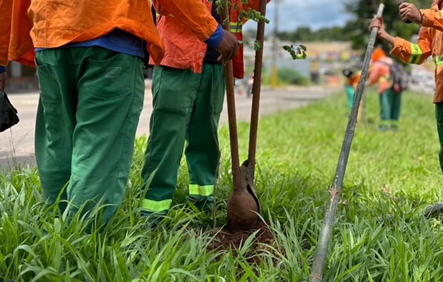Canteiros e ruas de Goiânia ganham 20 mil mudas de árvores