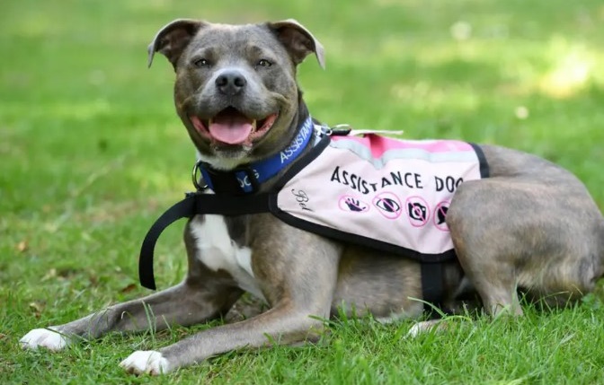 Cão da raça bull terrier é eleito pet do ano na Inglaterra por ajudar em ansiedade