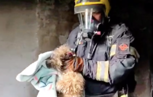 Cão é resgatado durante incêndio em apartamento em Águas Lindas de Goiás