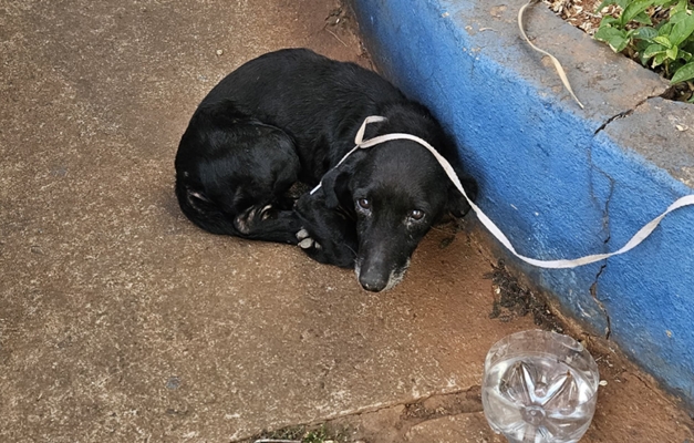 Cão idoso é abandonado amarrado em rua do Bairro Capuava, em Goiânia