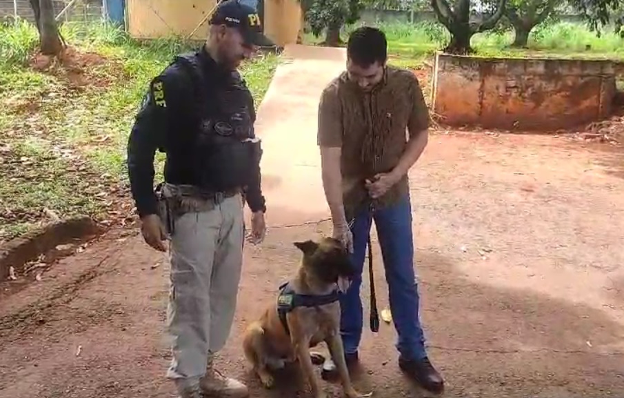 Cão policial que ajudou a apreender mais de 10 toneladas de drogas é adotado