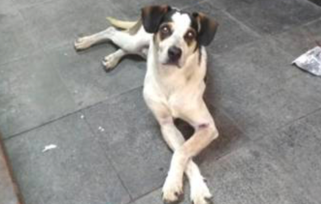 Carrefour se manifesta sobre caso de cachorro que morreu a pauladas 