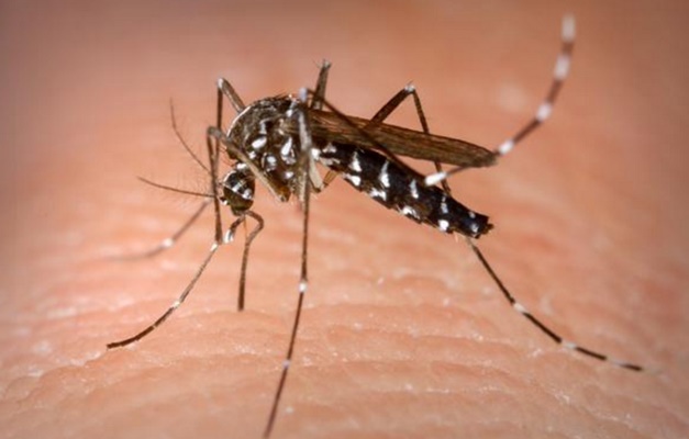 Casos de chikungunya devem voltar a subir este ano no Brasil 