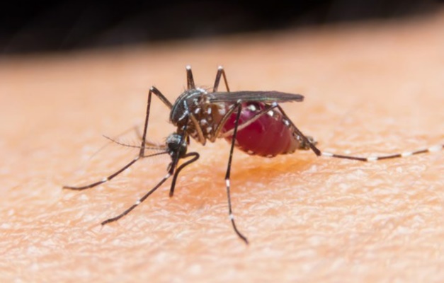 Casos de malária devem crescer 50% no Brasil este ano
