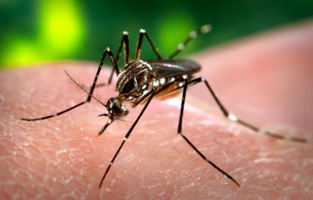 Casos de morte por dengue despencam em Goiás