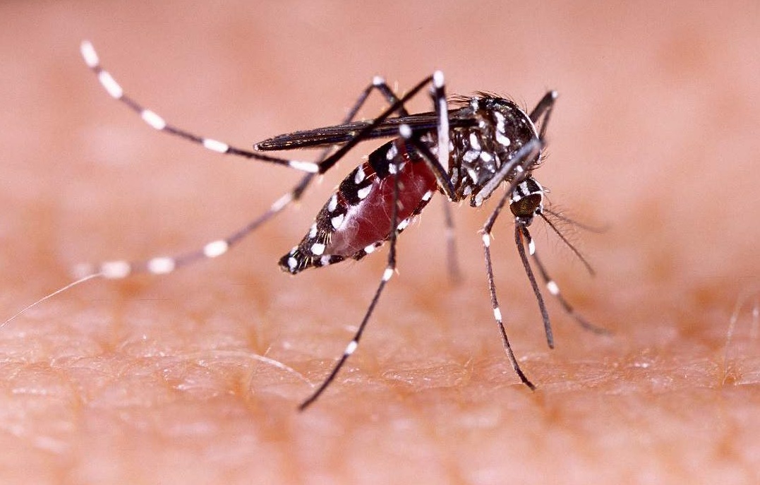 Casos prováveis de dengue se aproximam de 400 mil no país em 2024