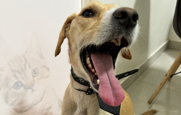 Cemitério Santana recebe feira de adoção de pets em Goiânia