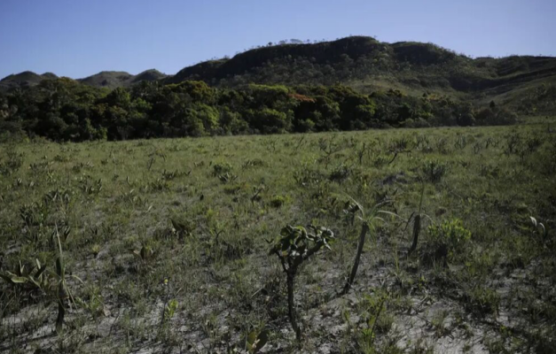 Cerrado perde em janeiro de 2024 área equivalente à de Maceió