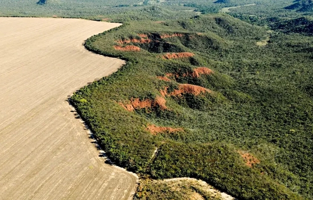 Cerrado perde espécies antes mesmo de serem descobertas, alerta estudo