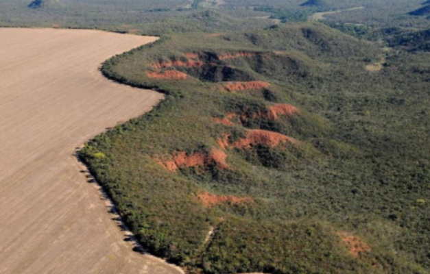 Cerrado tem alta de 19% nos alertas de desmatamento em fevereiro