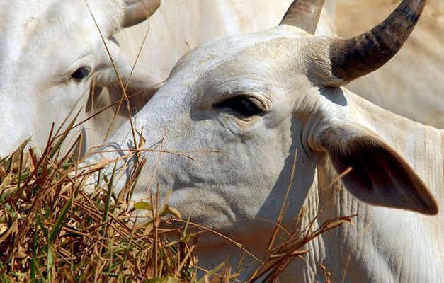 China sinaliza que retomará compras de carne bovina 'oportunamente'