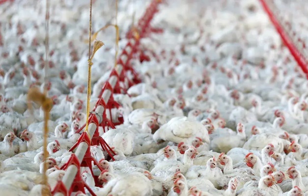 China suspende compra de carne de frango do Brasil por 60 dias após caso de gripe aviária