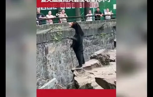 China: zoológico nega que seus ursos sejam humanos disfarçados após foto de animal viralizar