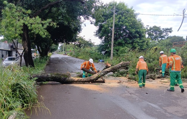 Chuva forte derruba 12 árvores em Goiânia