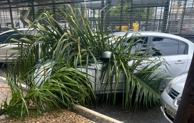 Chuva forte derruba galhos de palmeiras sobre carros em Goiânia